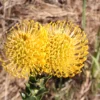 yellow pincushion protea
