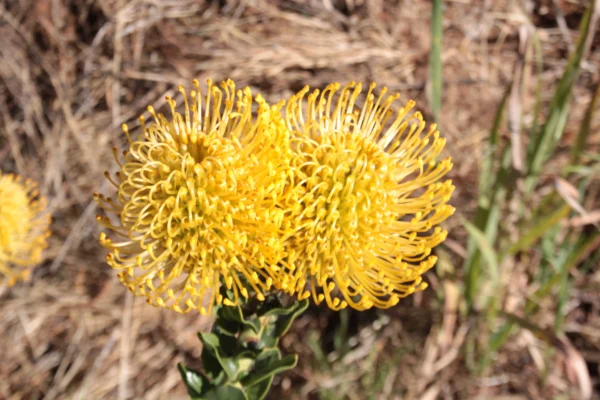 yellow pincushion protea
