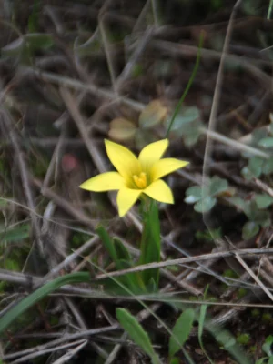Romulea flowering romulea