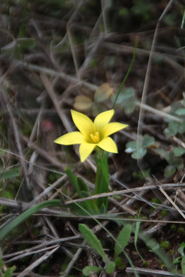 flowering romulea