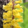 Lachenalia (Viooltjies) bulbs