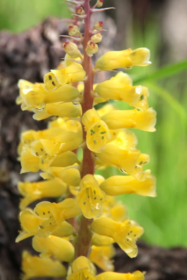 Lachenalia (Viooltjies) bulbs