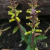 Lachenalia (Viooltjies) bulbs