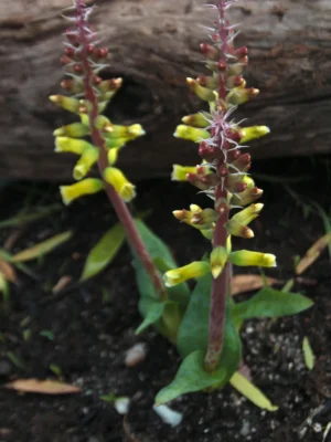 Lachenalia-yellow-small Lachenalia (Viooltjies) bulbs
