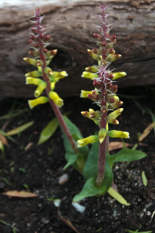 Lachenalia (Viooltjies) bulbs