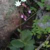 Cape Snowdrop - Crassula Capensis