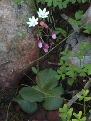 Cape Snowdrop - Crassula Capensis