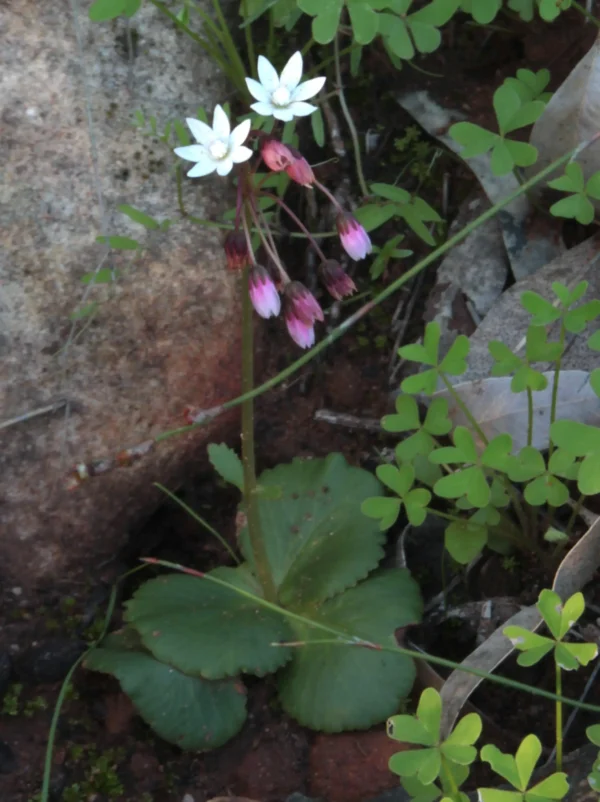 Cape Snowdrop - Crassula Capensis