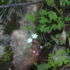 Cape Snowdrop - Crassula Capensis