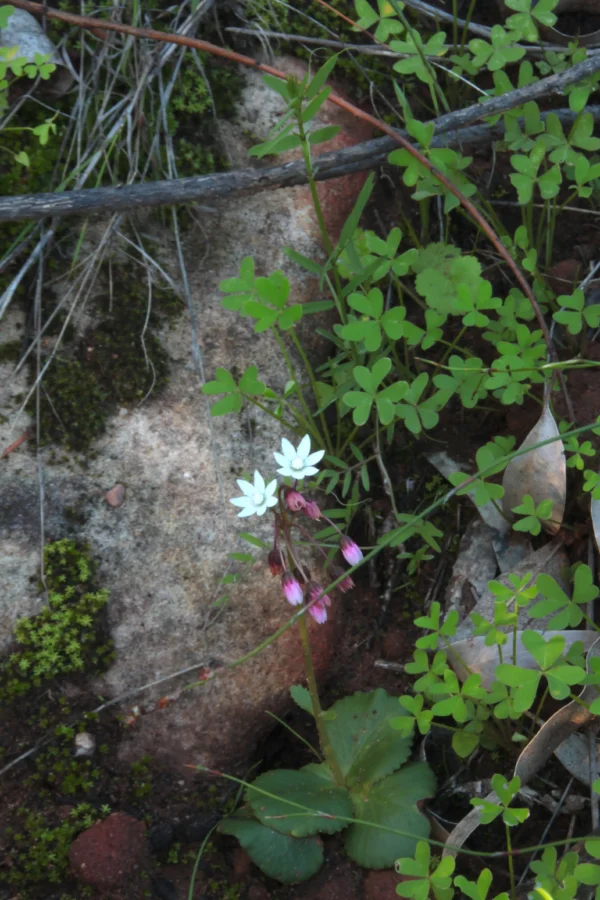 Cape Snowdrop - Crassula Capensis