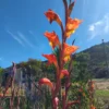 Parrot Gladiolus - Gladiolus Dalenii