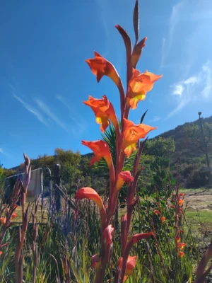 Parrot Gladiolus - Gladiolus Dalenii
