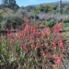 Parrot Gladiolus - Gladiolus Dalenii