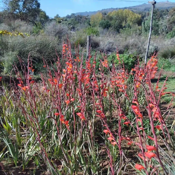 Parrot Gladiolus - Gladiolus Dalenii
