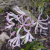 Nerine Humilis