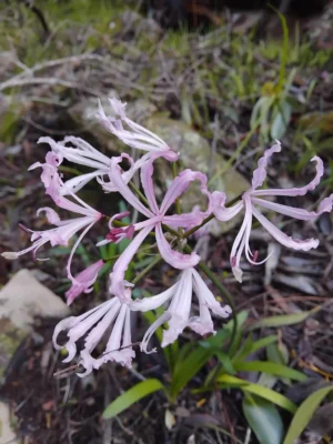 Nerine Humilis
