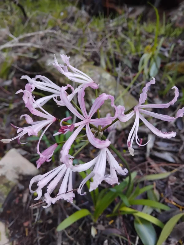 Nerine Humilis