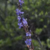 Tall Cape Blue - Aristea Bakeri