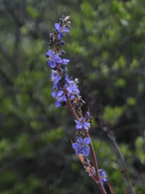 Tall Cape Blue - Aristea Bakeri