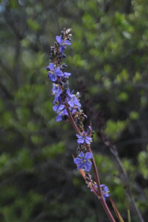 Tall Cape Blue - Aristea Bakeri