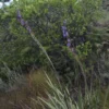 Tall Cape Blue - Aristea Bakeri
