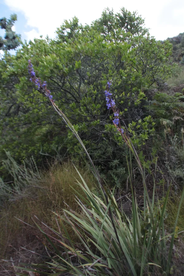 Tall Cape Blue - Aristea Bakeri