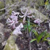 Nerine Humilis