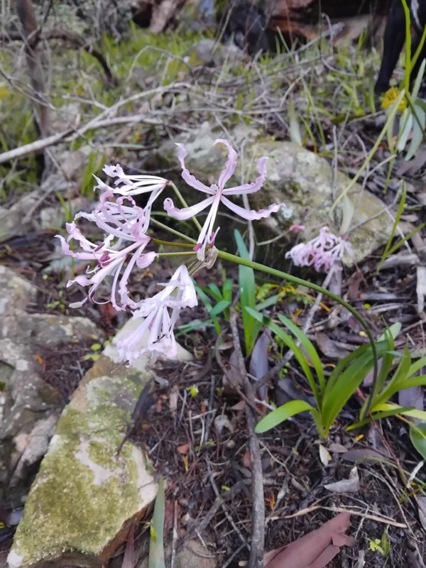 Nerine Humilis